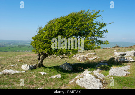 Nahaufnahme eines vom Wind geformten Baumes im Lake District Cumbria UK Stockfoto