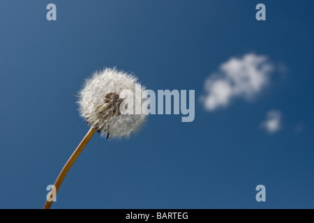 Löwenzahn Saatgut Kopf Uhr gegen blauen Himmel und die Wolke sieht aus wie es die Samenköpfe im wind Stockfoto