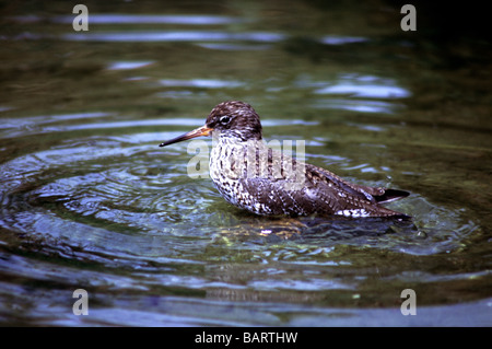 Vögel; Watvögel; Rotschenkel; " Tringa Totanus'; Erwachsenenbildung Baden. Stockfoto