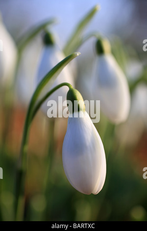 Eine "Schneeglöckchen" Kopf Blume Nahaufnahme Makro Blütenblätter weiße Feder. Stockfoto