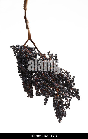 Acai Beeren Stockfoto