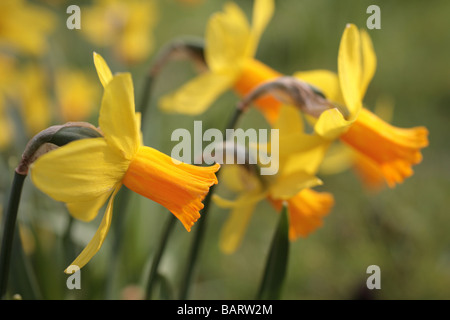Narzisse gelb leitet Narzisse "Daffs" in einer Reihe Stockfoto