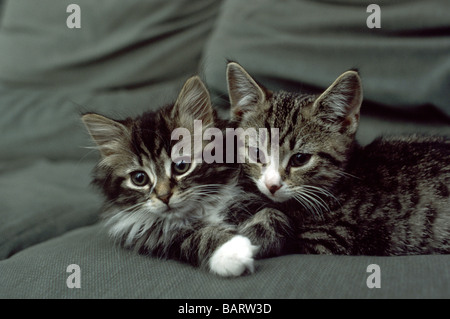 zwei Tabby Kätzchen Verlegung auf einen Trainer Stockfoto