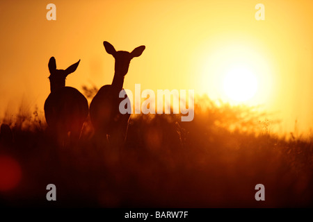 Sonnenaufgang über dem Serengeti mit Impala Stockfoto