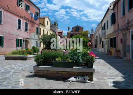 Eine faule Katze ruht in der Mitte Tag Sonne in Murano. Stockfoto