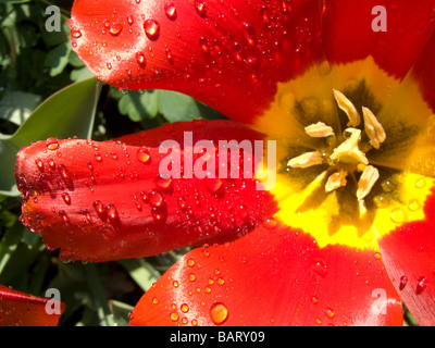 Tulpen in einem Gemeinschaftsgarten im New Yorker Stadtteil Chelsea in New York Richard B Levine Stockfoto