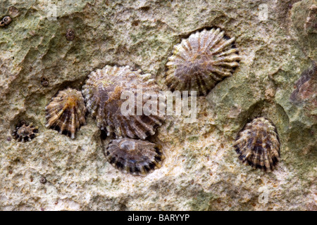 Napfschnecken angebracht, um die Felsen am Strand von South Devon Bier Kreide Stockfoto