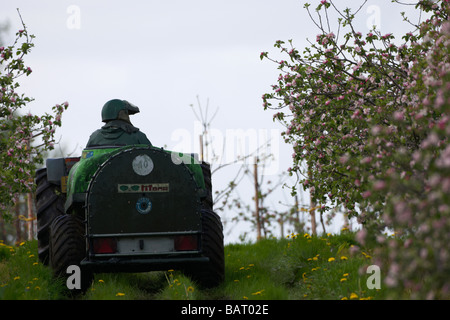 Landwirt Spritzen Apfelbäume mit Pestizid während Apfelblüten in Bramley Apfelplantage in County Armagh Nordirland Vereinigtes Königreich Stockfoto