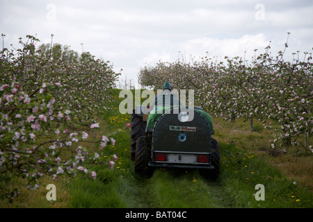 Landwirt Spritzen Apfelbäume mit Pestizid während Apfelblüten in Bramley Apfelplantage in County Armagh Nordirland Vereinigtes Königreich Stockfoto