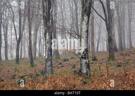 Buche Wälder im Nebel über Watersmeet in der Nähe von Lynton Devon Stockfoto