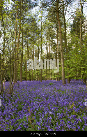 Eine Masse von Glockenblumen in einem Wald in Warwickshire, England, UK. Stockfoto