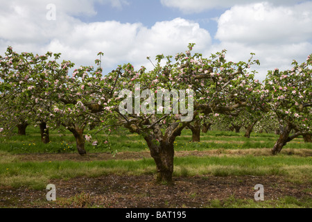 Reihen von Apfelbäumen bedeckt im Blüten in Bramley Apfelplantage in County Armagh Nordirland Vereinigtes Königreich Stockfoto