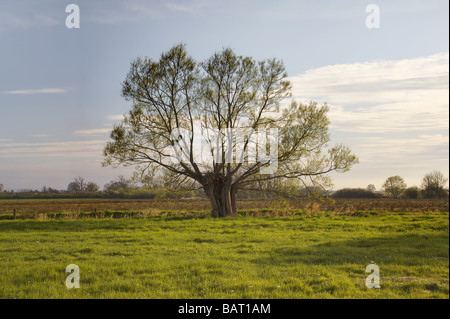 Vorfrühling an der Somerset Levels Englands Stockfoto