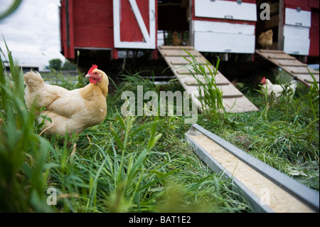 Ein Freilandhuhn durchstreift um eine Wiese. Stockfoto