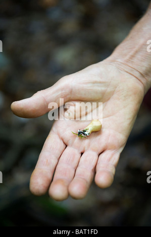 Ein Mann hält einen kleinen Pilz Pilz Jagd in Upstate New York abgeholt. Stockfoto