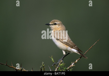 Isabellinische Steinschmätzer (Oenanthe Isabellina) Männchen auf offene Hochsitz Lesbos Griechenland Stockfoto