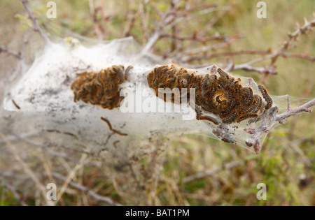 Eine Masse von Brown Tail Raupen entstehen aus ihrer schützenden Zelt im Frühjahr. Stockfoto
