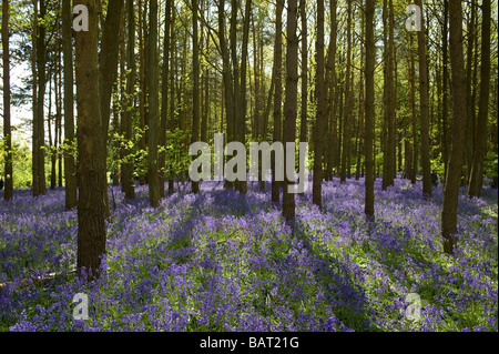 Eine Masse von Glockenblumen in einem Wald in Warwickshire, England, UK. Stockfoto