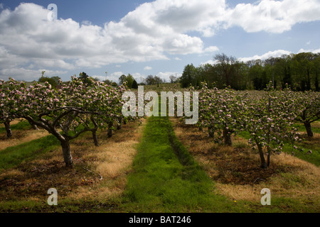 Zeilen der Apfelbäume in voller Blüte in Bramley Apfelplantage in County Armagh Nordirland Vereinigtes Königreich Stockfoto