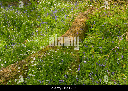 Gefallenen Baumstamm unter Glockenblumen und wilden englischen britische Frühling Wald Blumen Felland Wäldchen Reigate Surrey Stockfoto