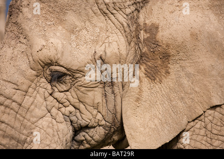 Afrikanischer Elefant Gesicht, Blair Drummond Safari Park, Stirling, Schottland Stockfoto