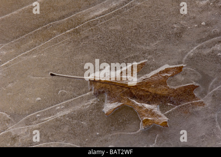 ein gefrorenes Blatt im Eis Stockfoto