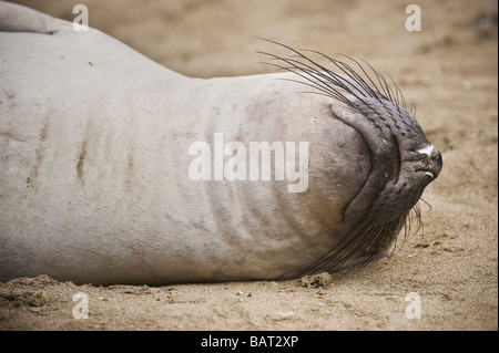 Nördlichen See-Elefanten, Mirounga Angustirostris liegt am sandy Beach, San Simeon, Kalifornien Stockfoto