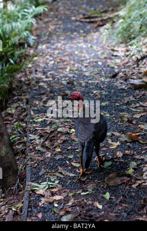 Bürste Türkei Dorrigo National Park NSW Australia Stockfoto