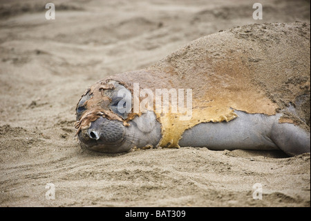Mauser nördlichen Elephant seal, Mirounga Angustirostris, am Beach, San Simeon, Kalifornien Stockfoto