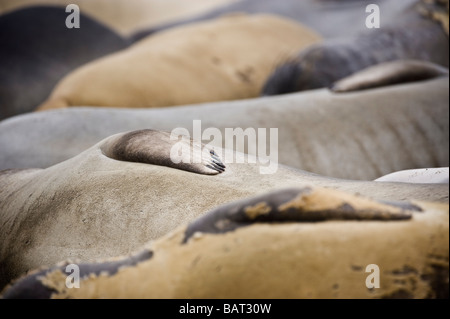 Nördlichen See-Elefanten, Mirounga Angustirostris, Handauflegen Beach, San Simeon, Kalifornien Stockfoto