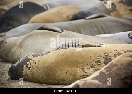 Mauser nördlichen Elefant Dichtungen, Mirounga Angustirostris, Handauflegen Beach, San Simeon, Kalifornien Stockfoto