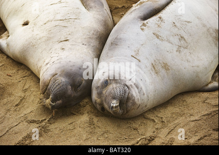 Nördlichen See-Elefanten, Mirounga Angustirostris, Handauflegen Beach, San Simeon, Kalifornien Stockfoto