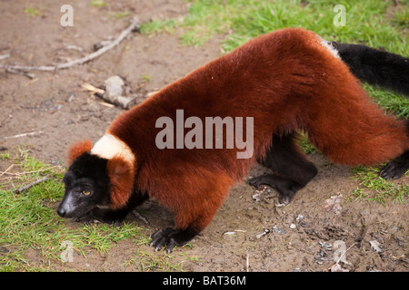 Red Ruffed Lemur, Blair Drummond Safari Park, Stirling, Schottland Stockfoto