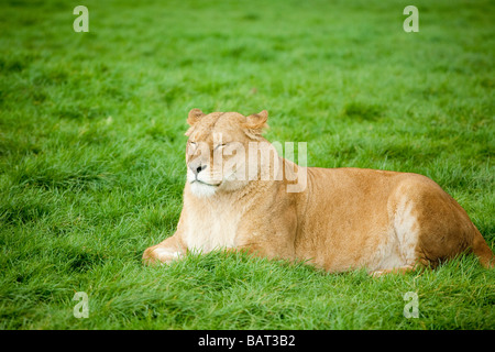 Afrikanischer Löwe, Blair Drummond Safari Park, Stirling, Schottland Stockfoto