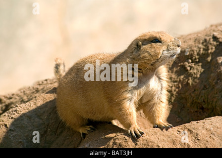 Black-Tailed Präriehund Cynomys sich entstehende Loch Stockfoto