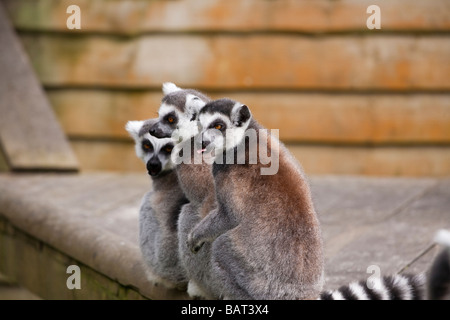 Ring Tailed Lemuren, Blair Drummond Safari Park, Stirling, Schottland Stockfoto