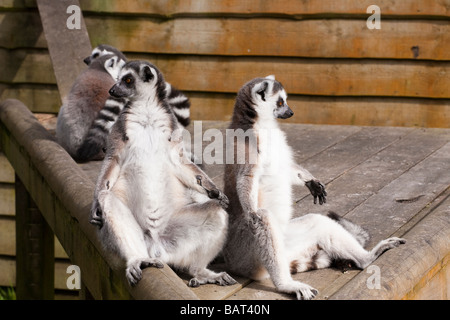 Ring Tailed Lemuren, Blair Drummond Safari Park, Stirling, Schottland Stockfoto