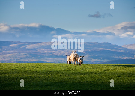 EWE und ihre zwei Lämmer im Frühjahr, Auchterarder, Schottland Stockfoto