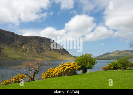 Ginster-Büsche am Ufer des Crummock Wassers, Nationalpark Lake District, Cumbria, England UK blühend Stockfoto