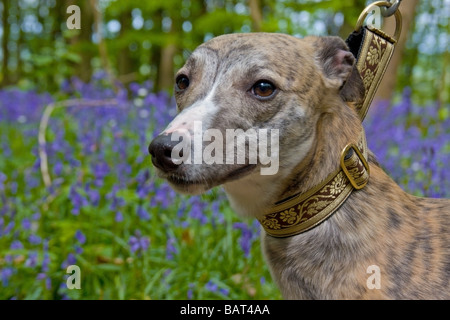 Whippet Hund für einen Spaziergang durch Bluebell bedeckt Wald in Grafschaft Kent genommen Stockfoto