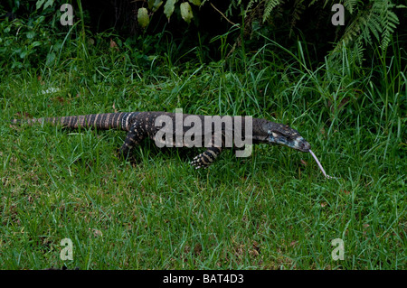 Spitzen Monitor oder Spitze Goanna Eidechse Dorrigo National Park NSW Australia Stockfoto