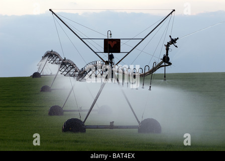 Mitte Drehpunkt Präzision Spray Bewässerungssystem Bewässerung Weizen Ernte, Hollesley, Suffolk, UK. Stockfoto
