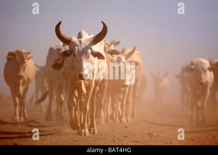 Rinder auf einer staubigen Straße im Norden Kenias bei Sonnenuntergang Stockfoto