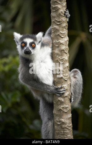 Ring-tailed Lemur Lemur Catta Auckland Zoo Auckland Nordinsel Neuseeland Stockfoto