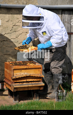 Mann im Schutzanzug Inspektion Bienenvolk im Rahmen von nationalen Art Bienenstock Brutraum Stockfoto