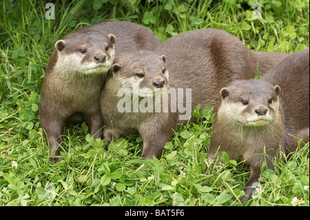 Oriental kleine krallte Otter Aonyx Cinerea Orana Wildlife Park Christchurch Neuseeland Südinsel Stockfoto