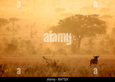 Gnus beim Sonnenuntergang auf der Serengeti Plains während der jährlichen Migration in Richtung der Masai Mara Stockfoto