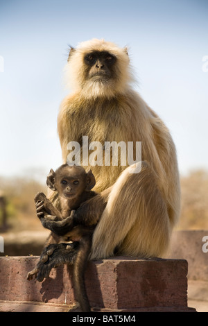 Grau-Languren Affen im Ranthambhore National Park, Rajasthan, Indien Stockfoto