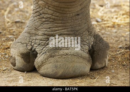 Der Fuß Southern White Rhinoceros Orana Wildlife Park Christchurch Südinsel Neuseelands hautnah Stockfoto