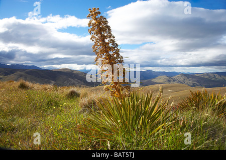 Speargrass oder Golden Spanier Blume Aciphylla Aurea Carrick Bereich Central Otago Neuseeland Südinsel Stockfoto